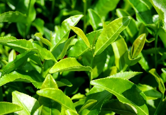 【日本茶コラム】日本の季節を感じる抹茶の楽しみ方 通販で手に入る美味しい緑茶文化