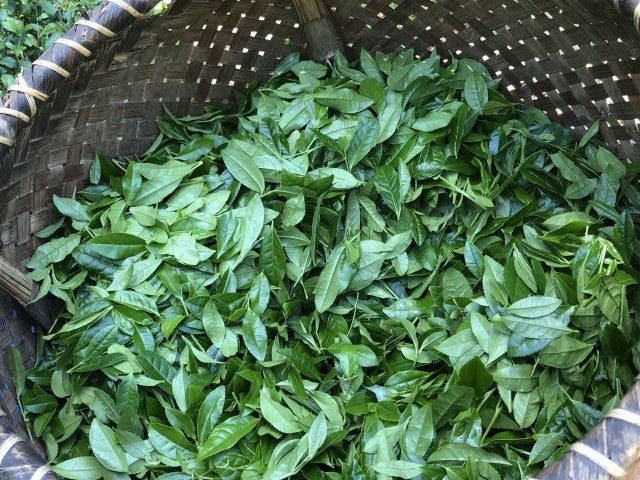 【日本茶コラム】季節を味わう、日本茶の楽しみ お茶がいちばん美味しい時期とは?