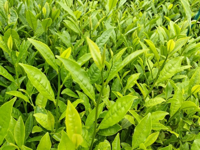 【日本茶コラム】一年に一度の贅沢を味わう 美味しい「新茶」の楽しみ方