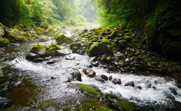 【日本茶コラム】九州地方の日本茶~釜炒り茶~(宮崎)