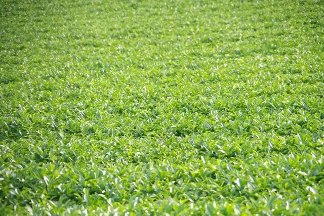 【日本茶コラム】九州地方の日本茶~うれしの茶~