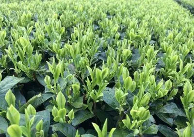 【日本茶コラム】九州地方の日本茶~知覧茶~