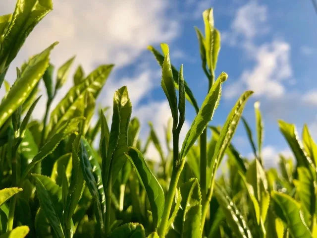 【日本茶コラム】九州地方の日本茶~からつ茶~