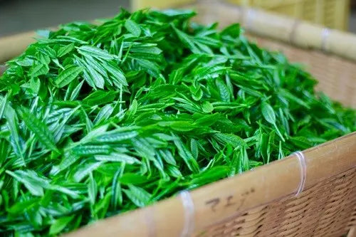 【日本茶コラム】九州地方の日本茶~世知原茶~