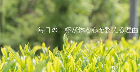 【日本茶コラム】新緑園のお茶の効果　毎日の一杯が体と心を整える理由