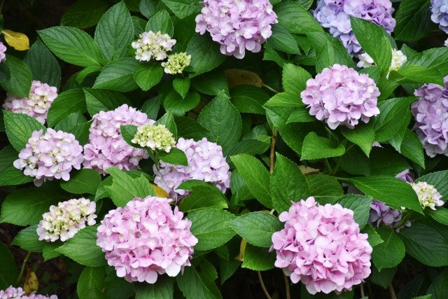【日本茶コラム】梅雨の憂鬱に、心ほどける一杯を。しっとり季節に寄り添う日本茶のすすめ