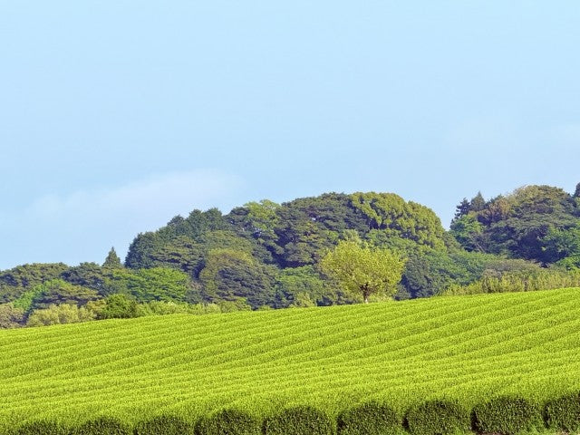 【日本茶コラム】南国の恵みが育む、宮崎県の緑茶 ～美味しい日本茶を、通販で全国へ～