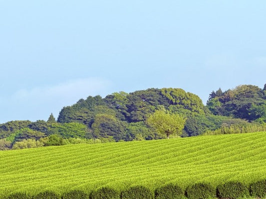 【日本茶コラム】南国の恵みが育む、宮崎県の緑茶 ～美味しい日本茶を、通販で全国へ～