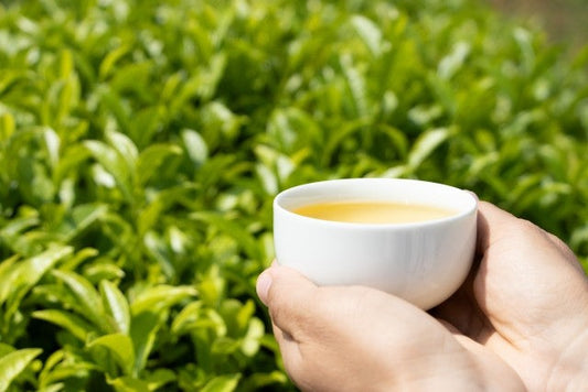 【日本茶コラム】緑茶の香りがもたらす、癒しのひととき ～美味しい日本茶の魅力は、香りから始まる～