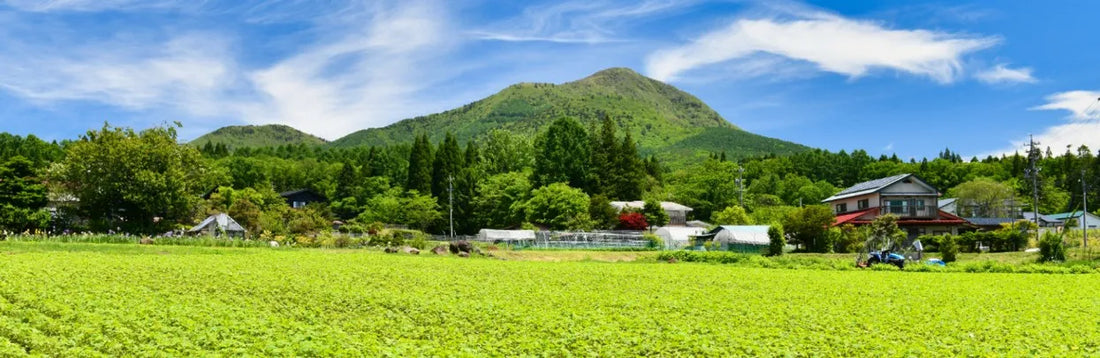 【日本茶コラム】旅先で緑茶を味わう