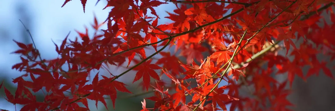 【日本茶コラム】紅葉狩りのお供に