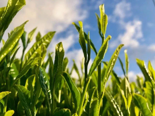 【日本茶コラム】九州地方の日本茶～からつ茶～