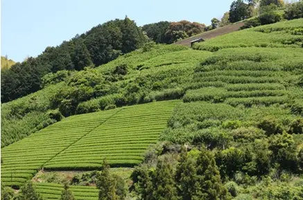 【日本茶コラム】みやざき茶の買える店 宮崎県茶商連合会加盟店