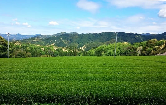 【日本茶コラム】宮崎県で栽培されている茶品種